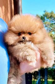 Spitz di pomerania femminuccia Pedigree