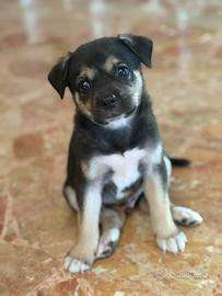 Cucciolo meticcio taglia piccola 2 mesi