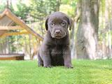 Cucciolo di Labrador cioccolato