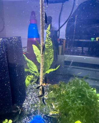 Neocaridina Davidi black sakura