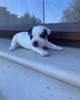 Jack Russel
