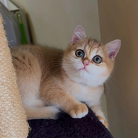 Cucciolo di British Shorthair Golden con pedigree