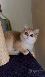 Cucciolo di British Shorthair Golden con pedigree