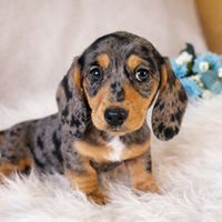 Bassotti arlecchino nani