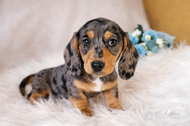 Bassotti arlecchino nani