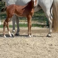 Puledra sella italiano