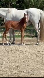 Puledra sella italiano