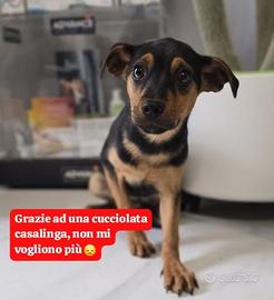 Hanno rinunciato a lei