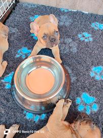 Bulldog francese