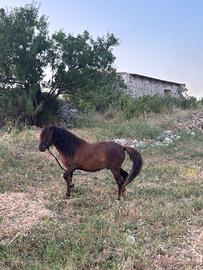 Pony 3 anni