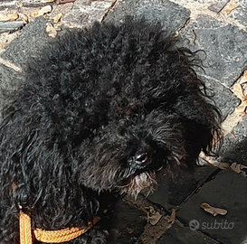 Barboncino nano piccolo