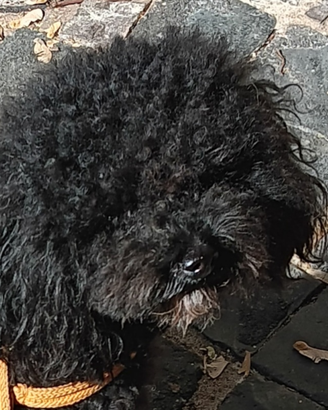 Barboncino nano piccolo