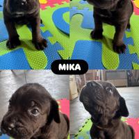 CUCCIOLI DI CANE CORSO DI RAZZA EURO 700 cad