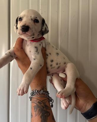 Cuccioli pedigree dalmata