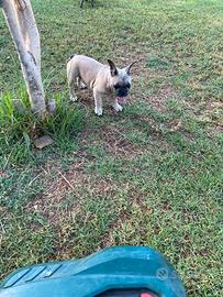 Cucciola bulldog francese, LILAC