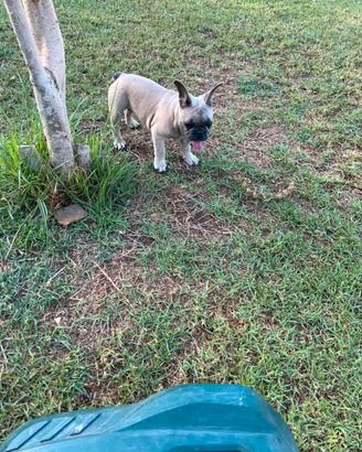 Cucciola bulldog francese, LILAC