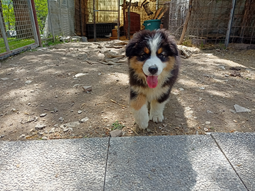 Cuccioli di pastore australiano con pedigree