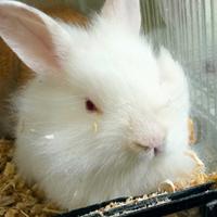 Conigli nani testa di leone