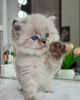 Gattino British Long Hair Occhi Azzurri (Maschio)