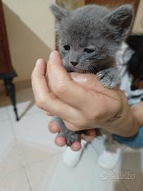 Gattina 1,5 mesi, grigia perlata