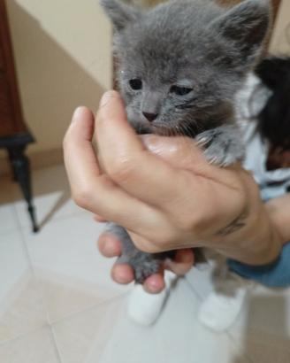 Gattina 1,5 mesi, grigia perlata