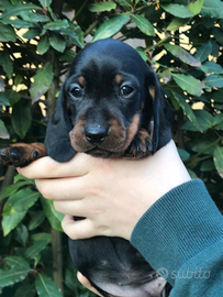 Cuccioli Bassotto Tedesco Nano - Pedigree