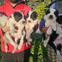 Pastore dell'asia centrale / alabai da guardia