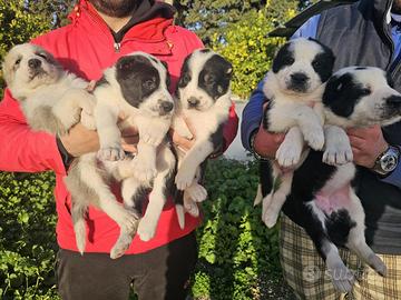 Pastore dell'asia centrale / alabai da guardia