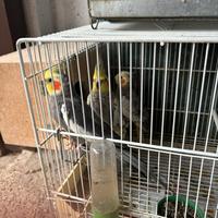 Pappagalli calopsite