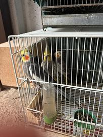 Pappagalli calopsite