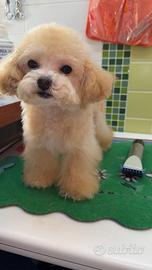 Barboncino mini toy/Toy