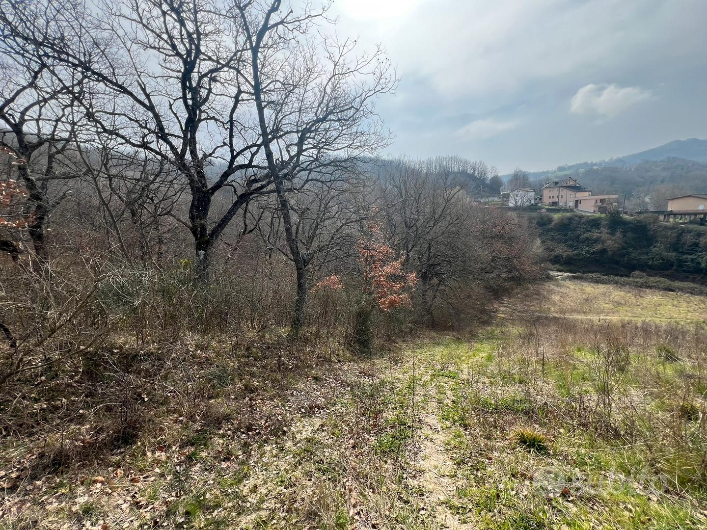 Terreno Boschivo con querce secolari - Vista 2
