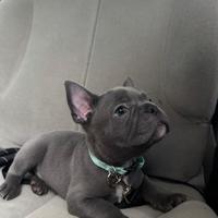 Bulldog Francese