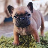 Bouledogue Francese
