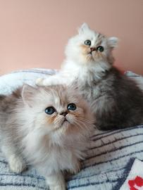 cucciole femmine gatto persiano 