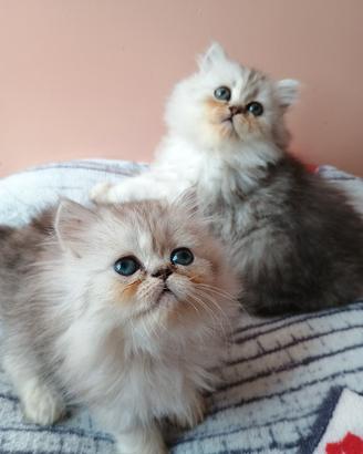 cucciole femmine gatto persiano 