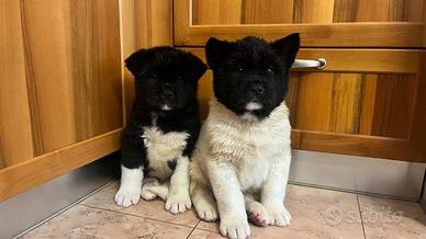 Cuccioli Akita Americano