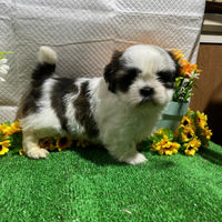 Cuccioli di Shitzu consegna tutta Italia