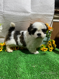 Cuccioli di Shitzu consegna tutta Italia