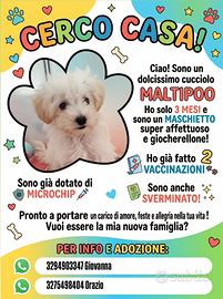 Cucciolo di Maltipoo