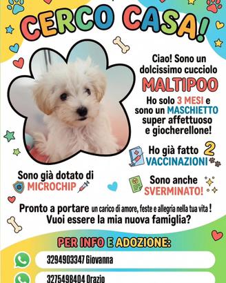 Cucciolo di Maltipoo