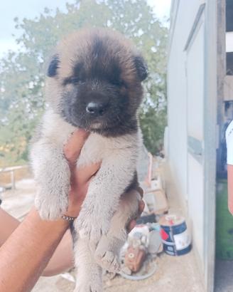 cuccioli akita americano 
