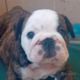 Cucciolo di bulldog inglese