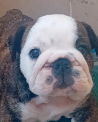 Cucciolo di bulldog inglese