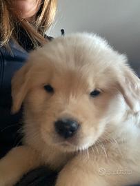 Golden retriever 100% americani