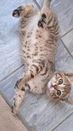 Gattine