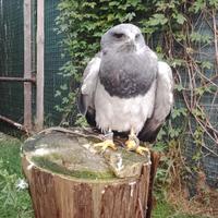 Rapace Aquila del Cile