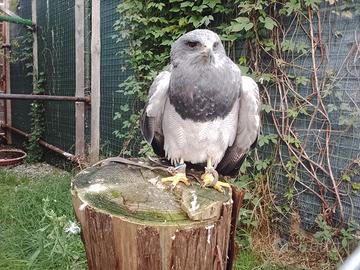 Rapace Aquila del Cile