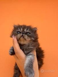 Gatto persiano