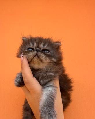 Gatto persiano